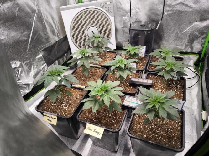 ZAMMIGROW2024. Week 4