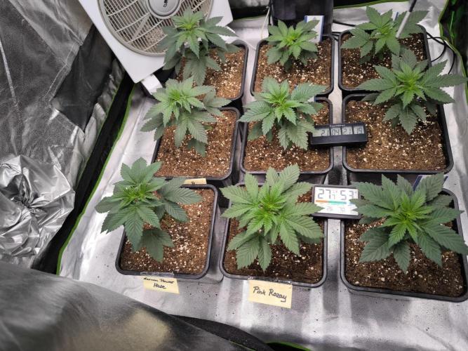 ZAMMIGROW2024. Week 4