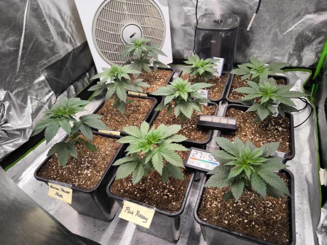 ZAMMIGROW2024. Week 4