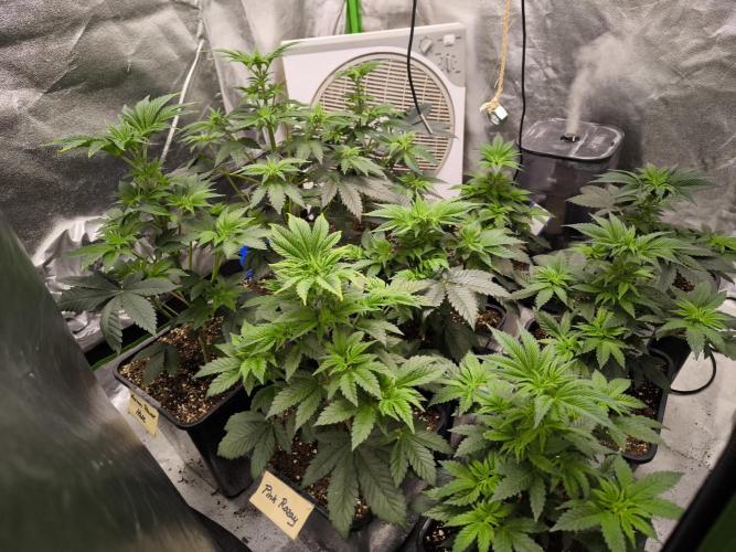 ZAMMIGROW2024. Week 5