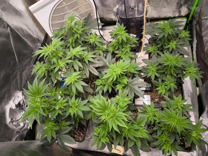 ZAMMIGROW2024. Week 5