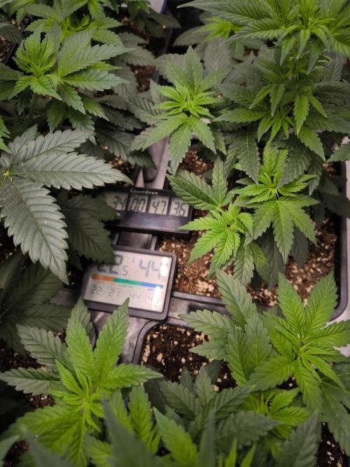 ZAMMIGROW2024. Week 5