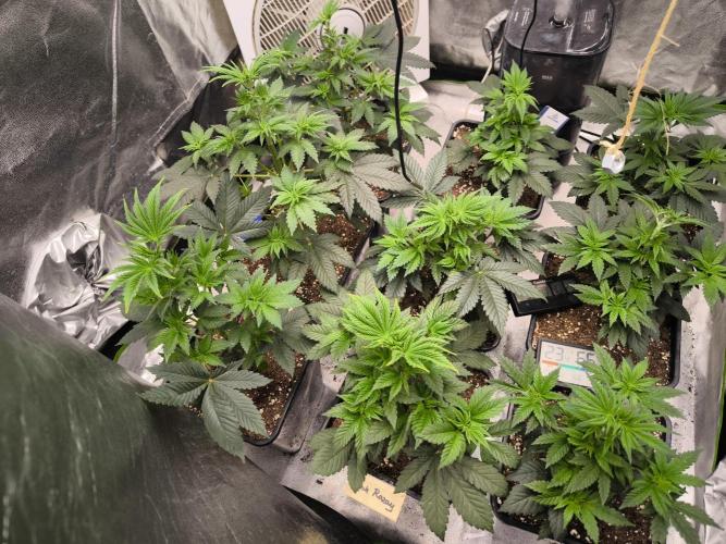 ZAMMIGROW2024. Week 5