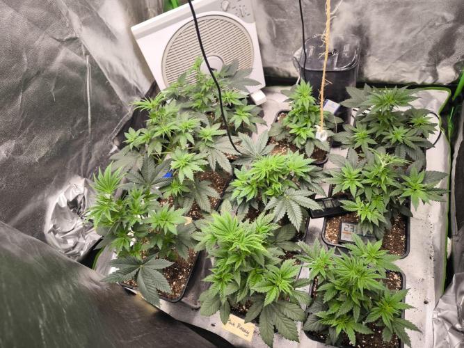 ZAMMIGROW2024. Week 5