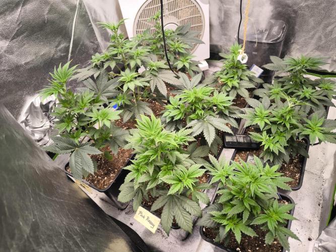 ZAMMIGROW2024. Week 5