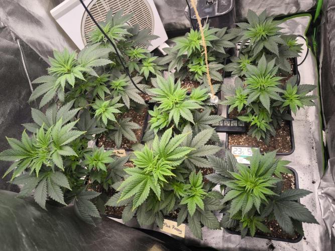 ZAMMIGROW2024. Week 5