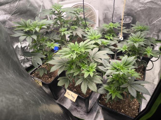 ZAMMIGROW2024. Week 5
