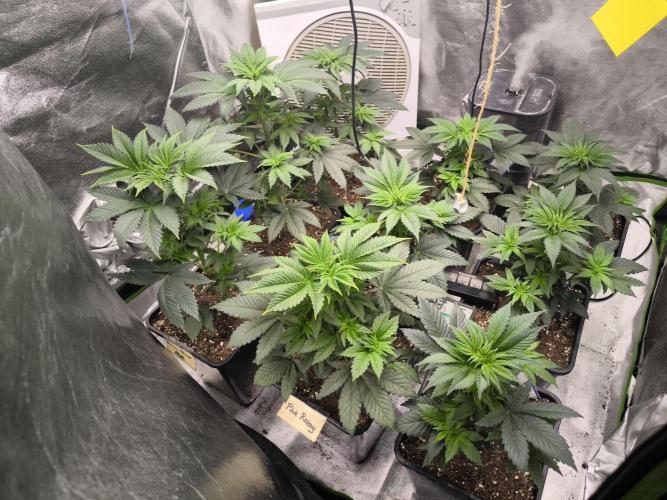 ZAMMIGROW2024. Week 5