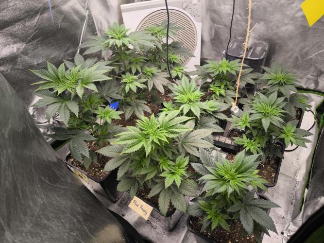 ZAMMIGROW2024. Week 5