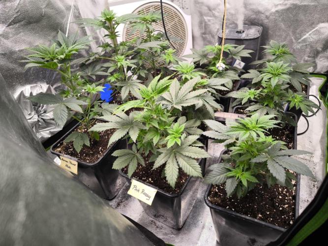 ZAMMIGROW2024. Week 5