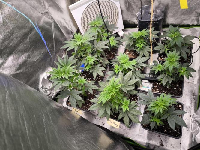 ZAMMIGROW2024. Week 5