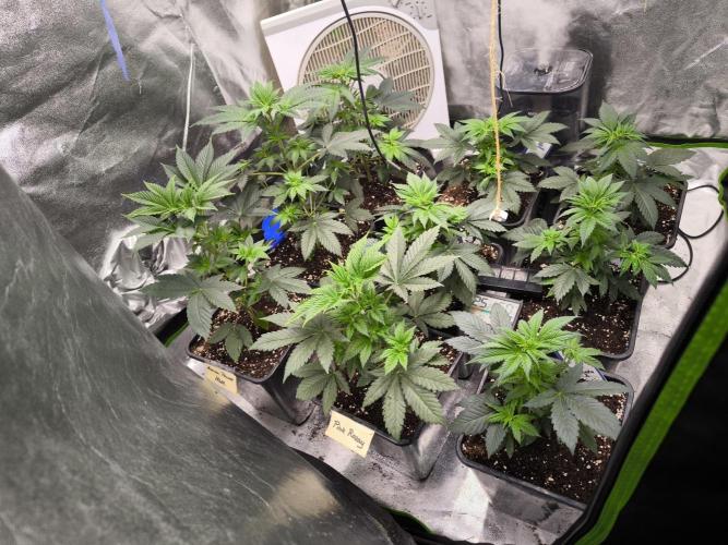 ZAMMIGROW2024. Week 5