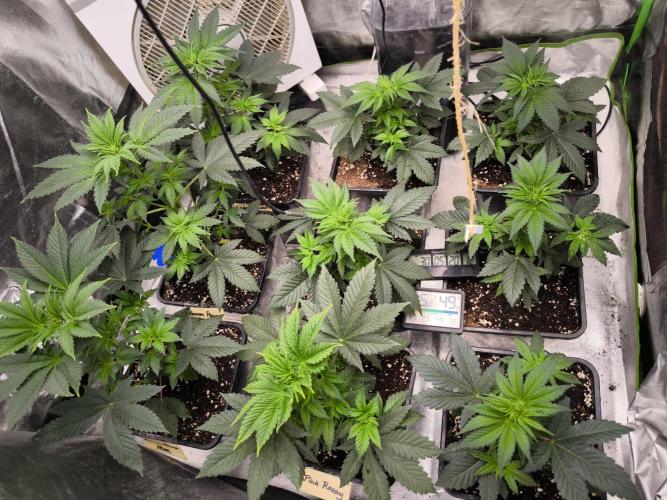 ZAMMIGROW2024. Week 5