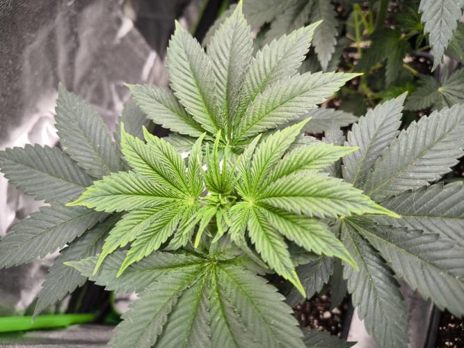 ZAMMIGROW2024. Week 5