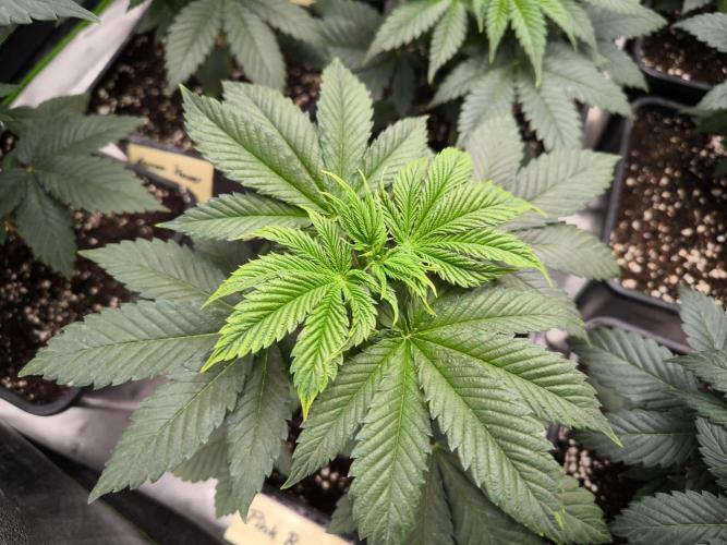 ZAMMIGROW2024. Week 5