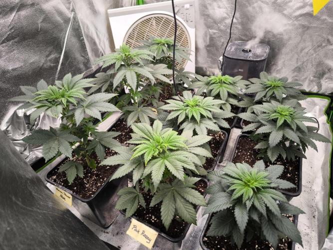 ZAMMIGROW2024. Week 5