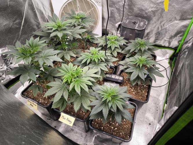ZAMMIGROW2024. Week 5