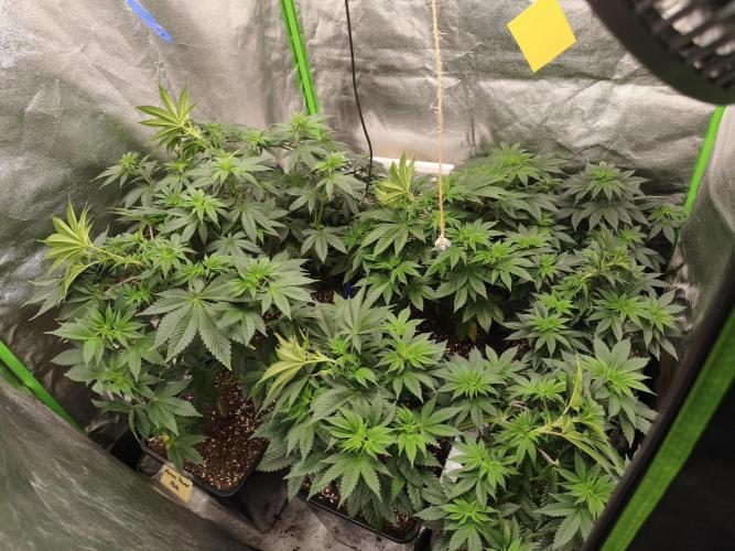 ZAMMIGROW2024. Week 7