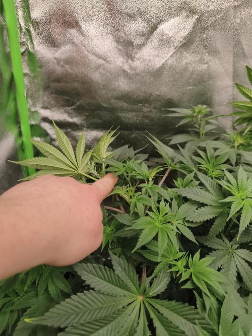ZAMMIGROW2024. Week 7