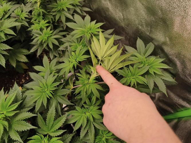ZAMMIGROW2024. Week 7