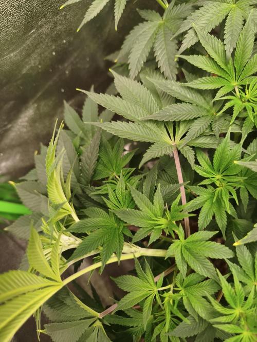 ZAMMIGROW2024. Week 7