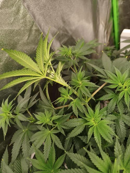 ZAMMIGROW2024. Week 7
