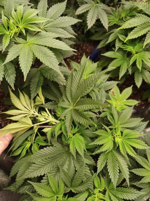 ZAMMIGROW2024. Week 7
