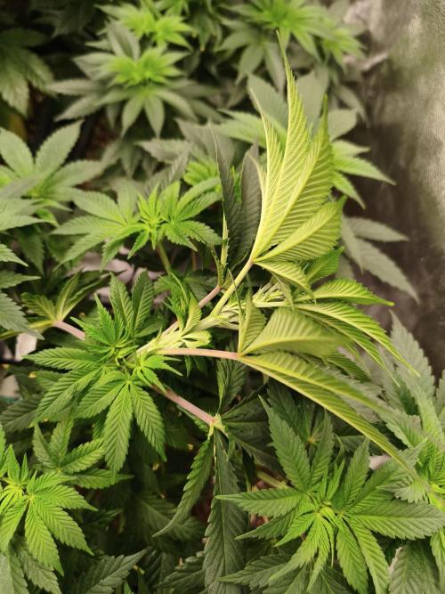 ZAMMIGROW2024. Week 7