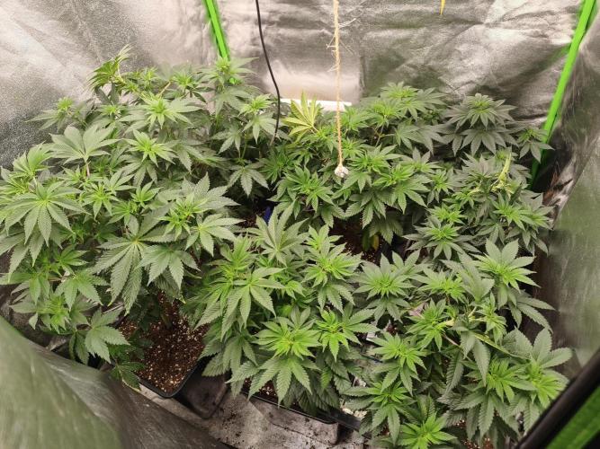ZAMMIGROW2024. Week 7