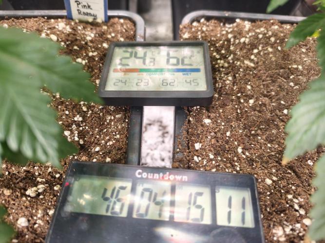 ZAMMIGROW2024. Week 7