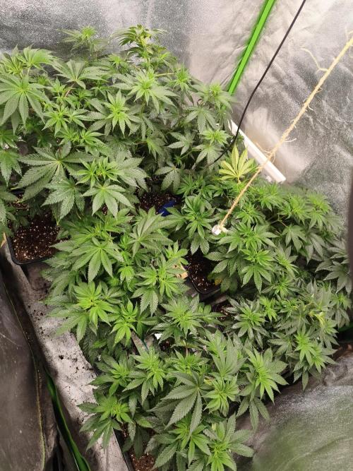 ZAMMIGROW2024. Week 7