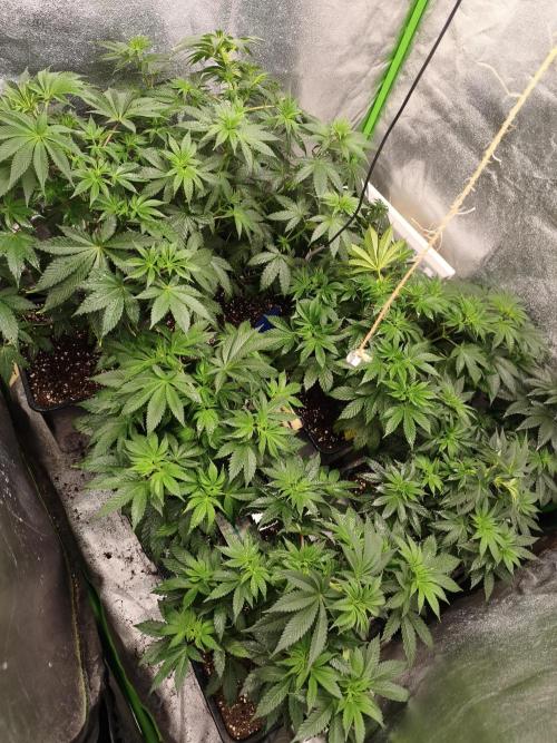 ZAMMIGROW2024. Week 7