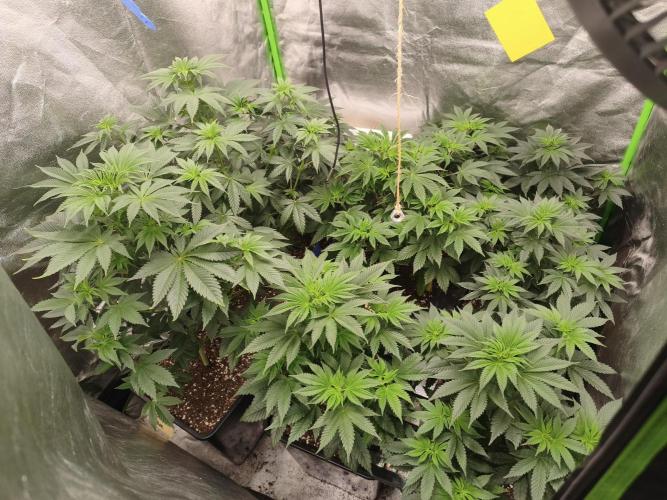 ZAMMIGROW2024. Week 7