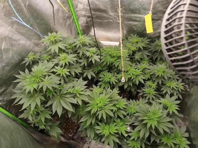 ZAMMIGROW2024. Week 7