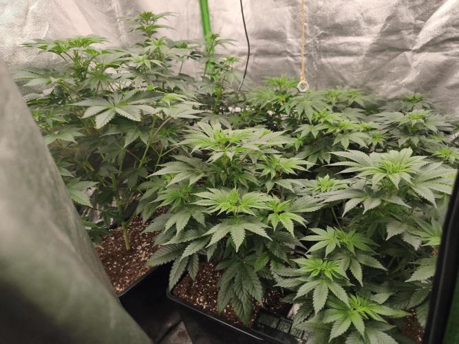 ZAMMIGROW2024. Week 7