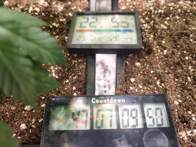 ZAMMIGROW2024. Week 7