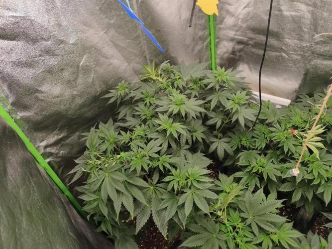 ZAMMIGROW2024. Week 7