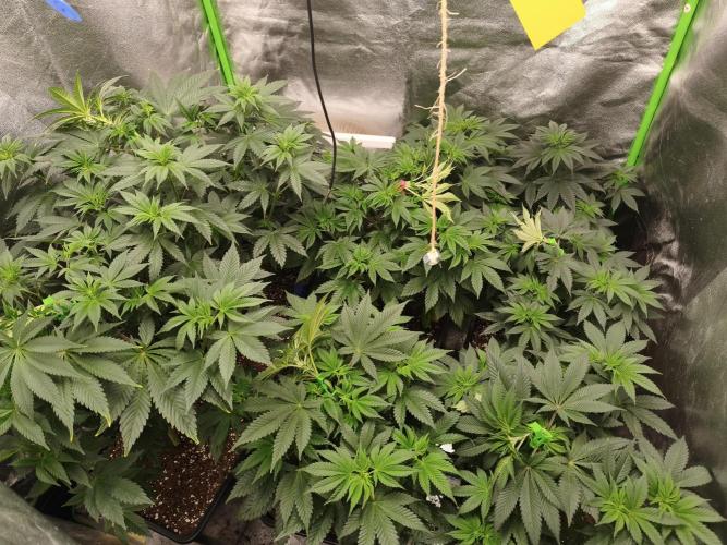 ZAMMIGROW2024. Week 7