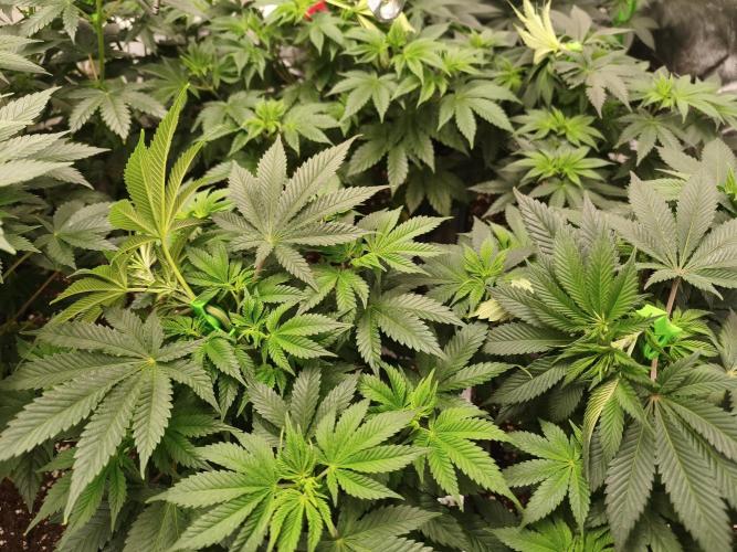 ZAMMIGROW2024. Week 7