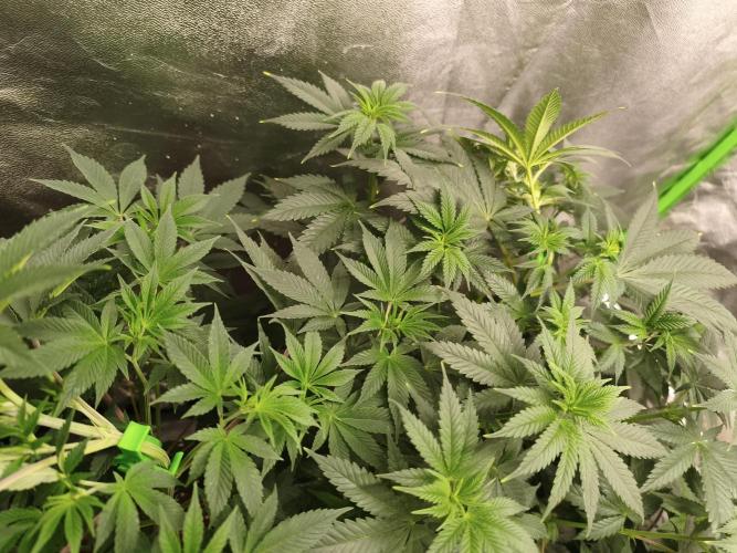 ZAMMIGROW2024. Week 7
