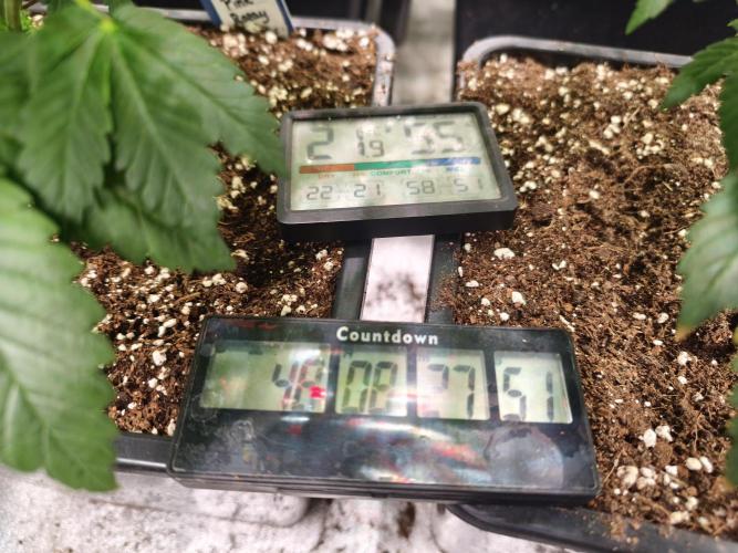 ZAMMIGROW2024. Week 7