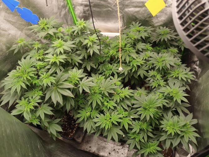 ZAMMIGROW2024. Week 7