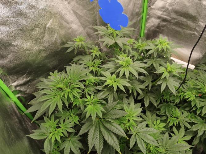 ZAMMIGROW2024. Week 7