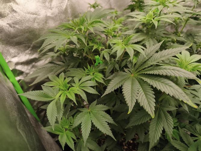 ZAMMIGROW2024. Week 7