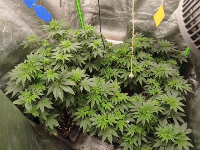 ZAMMIGROW2024. Week 7