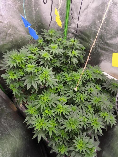 ZAMMIGROW2024. Week 8