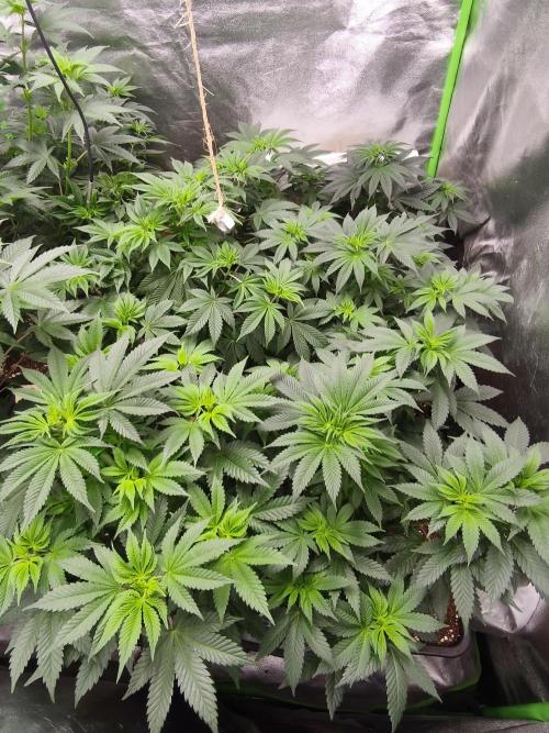 ZAMMIGROW2024. Week 8