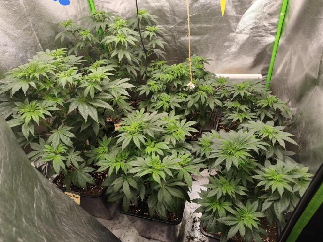 ZAMMIGROW2024. Week 8