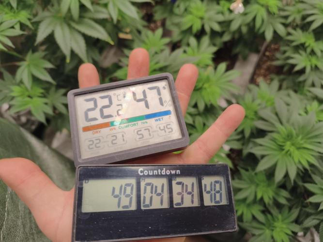 ZAMMIGROW2024. Week 8