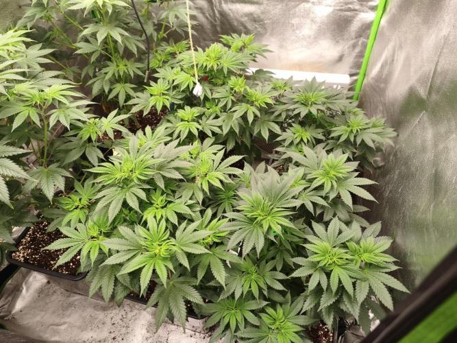 ZAMMIGROW2024. Week 8
